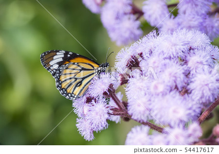 Suejigoro Kabamadara Suejigoro Kabamadara 54417617