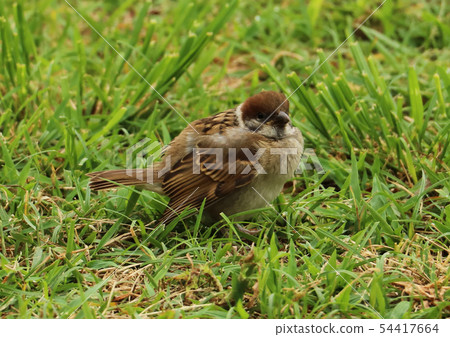 Sparrow 54417664