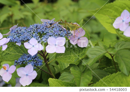 Yabukiri Yabukiri 54418003