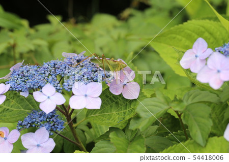 Yabukiri Yabukiri 54418006