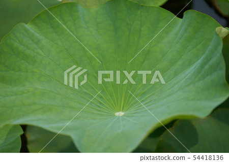 Lotus leaf Lotus leaf 54418136