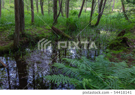 Mysterious swamp Nagano 54418141