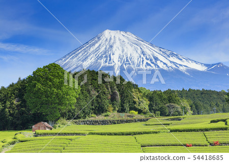 富士山和初夏的茶園 富士山和初夏的茶園 54418685