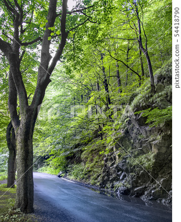 Beautiful beech canopy country road 54418790
