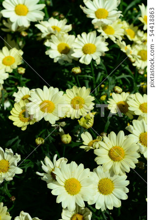Margaret flowers 54418863