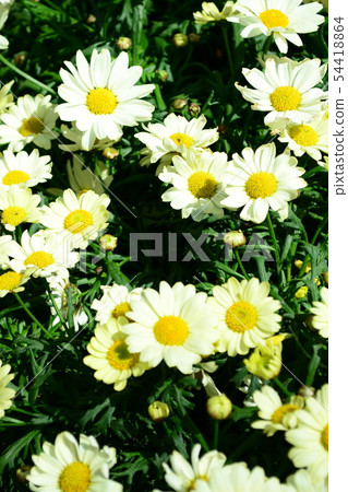 Margaret flowers 54418864
