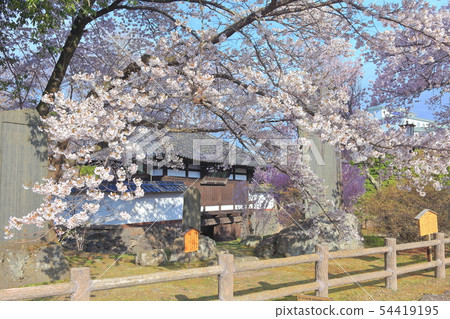 [Nagano Prefecture] Komorojo Castle Minomon and cherry blossoms in full bloom 54419195