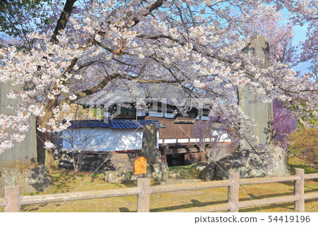 [Nagano Prefecture] Komorojo Castle Minomon and cherry blossoms in full bloom 54419196