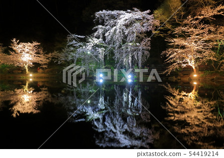 [Nagano Prefecture] Night cherry blossoms in Ryoryu Park 54419214