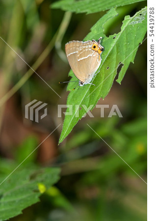 Midorishigimi 54419788