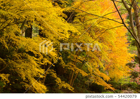 Golden maple 54420079