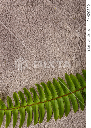 Background with green fern leaves. 54420230