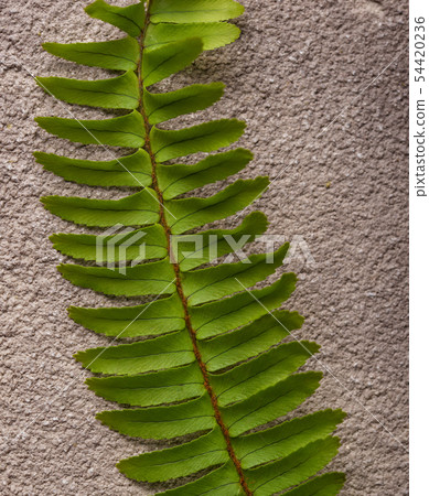 Background with green fern leaves. Background with green fern leaves. 54420236