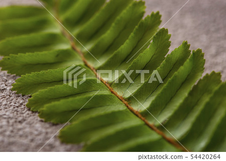 Background with green fern leaves. Background with green fern leaves. 54420264