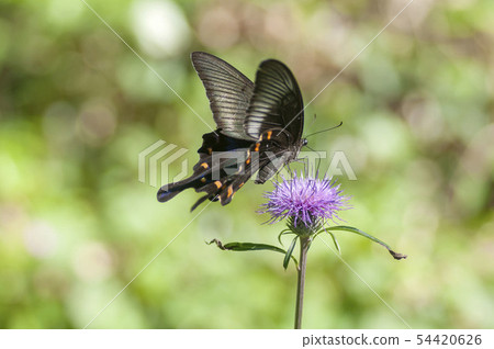 癒傷組織Swallowtail 癒傷組織Swallowtail 54420626