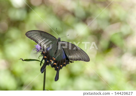 癒傷組織Swallowtail 癒傷組織Swallowtail 54420627
