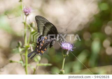 癒傷組織Swallowtail 癒傷組織Swallowtail 54420628