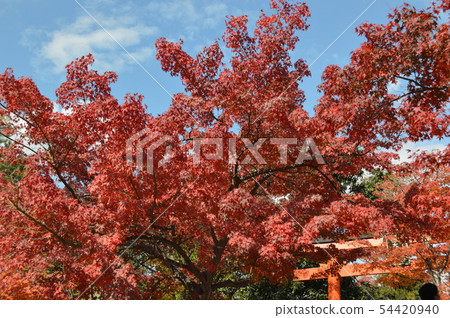 秋天的樹葉 54420940