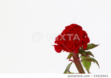 紅色雞冠花花雞冠花雞冠花花 54420941
