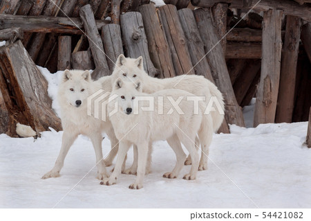 Three wild alaskan tundra wolves on a white snow. Three wild alaskan tundra wolves on a white snow. 54421082