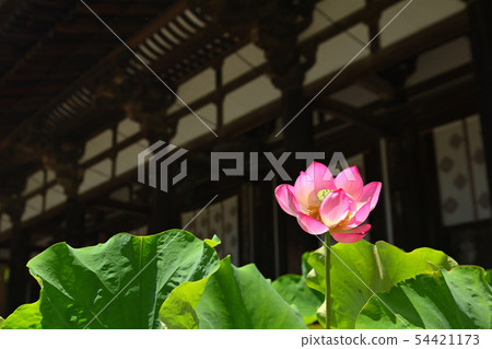 奈良·Toshodaiji寺 54421173