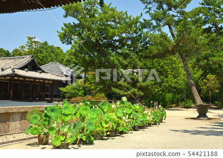 奈良·Toshodaiji寺 54421188