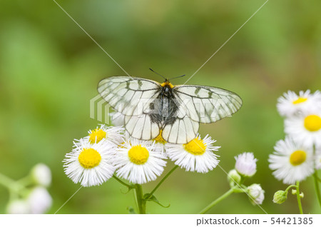 Ushuba clan Ushuba clan 54421385