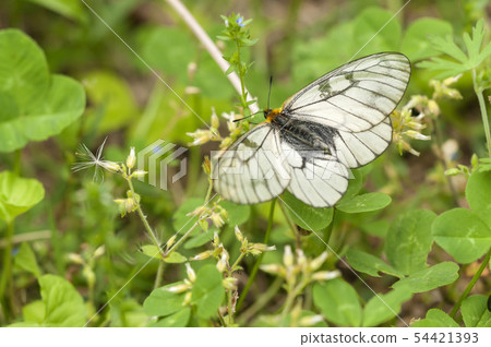 烏蘇巴族 烏蘇巴族 54421393