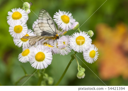 Ushuba clan Ushuba clan 54421394