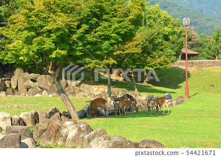 世界遺產·奈良公園 54421671