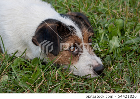 Cute jack russell terrier with hazel eyes. Cute jack russell terrier with hazel eyes. 54421826