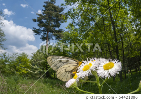 烏蘇巴族 54421896