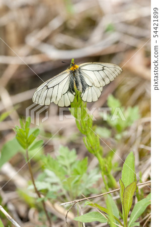 Ushuba clan Ushuba clan 54421899