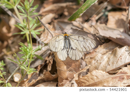 Ushuba clan 54421901