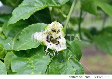 Passionflower flowers 54421902