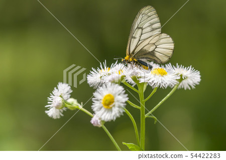 Ushuba clan Ushuba clan 54422283