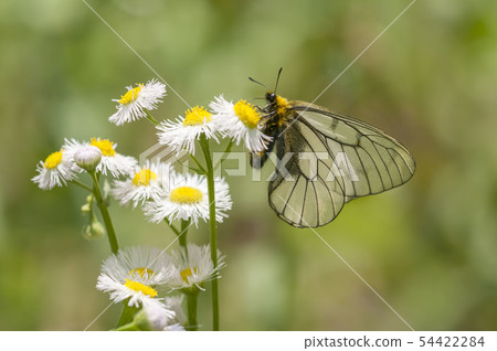 Ushuba clan Ushuba clan 54422284