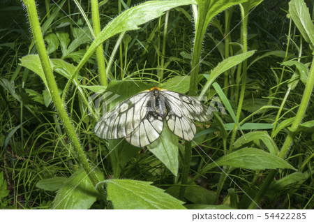 Ushuba clan Ushuba clan 54422285