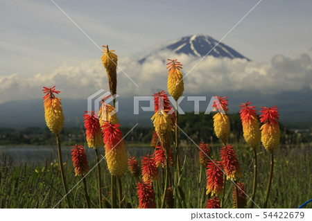 Flower of Lake Kawaguchi 54422679