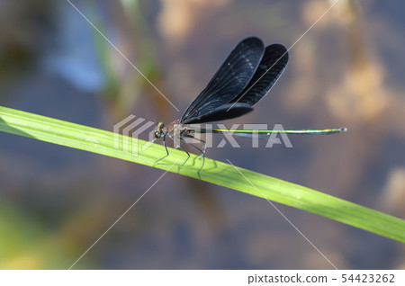 Hagorotorbo 54423262