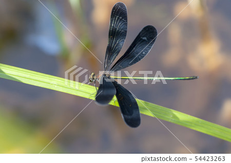 Atrocalopteryx蟬 54423263