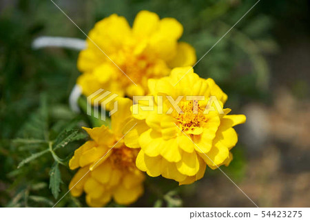 Marigold Marigold 54423275