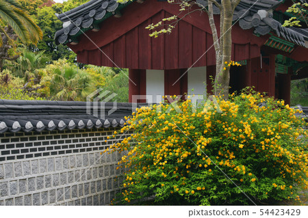 山吹 山吹 54423429