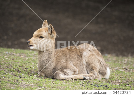 A local Japan deers in nara park. world heritage 54423724