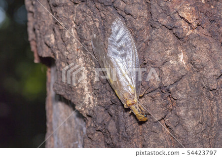 廣翅目 廣翅目 54423797