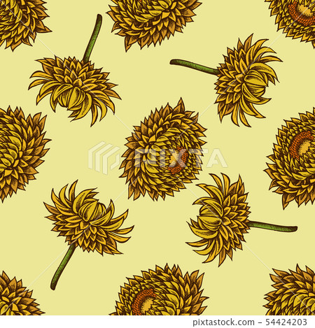 Seamless pattern with hand drawn colored helichrysum Seamless pattern with hand drawn colored helichrysum 54424203