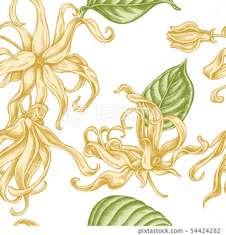 Seamless pattern with hand drawn pastel ylang-ylang Seamless pattern with hand drawn pastel ylang-ylang 54424282