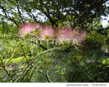 混合的花朵 54424433