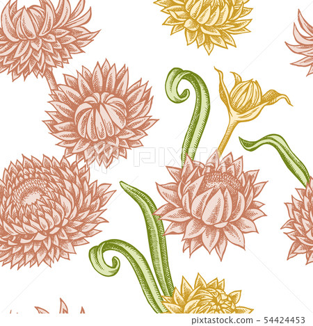 Seamless pattern with hand drawn pastel helichrysum Seamless pattern with hand drawn pastel helichrysum 54424453