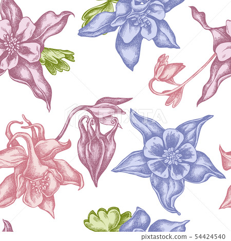 Seamless pattern with hand drawn pastel aquilegia Seamless pattern with hand drawn pastel aquilegia 54424540